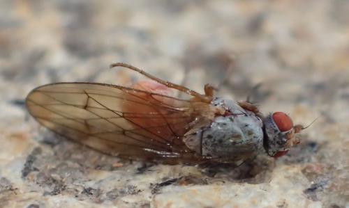 Réf. 325 201 : Tephrochlamys tarsalis